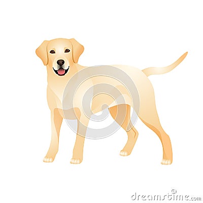 Isolated colorful happy standing labrador retriever on white background. Color flat cartoon breed dog Vector Illustration