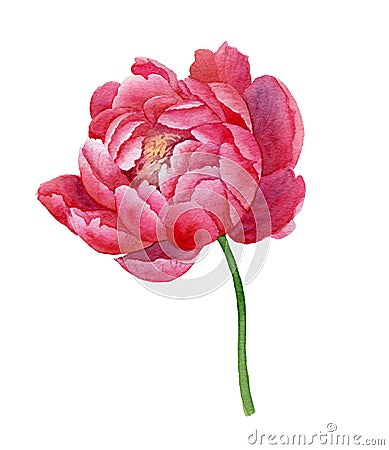 Isolated colorful watercolor pink peony on white background Cartoon Illustration