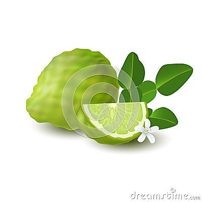 Isolated colorfull green whole and slice of juicy bergamot, kaffir lime with green leaves, white flower and shadow on white backgr Vector Illustration