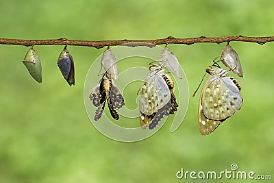 Isolated Common Archduke buttterfly emerged from chrysalis Lex Stock Photo