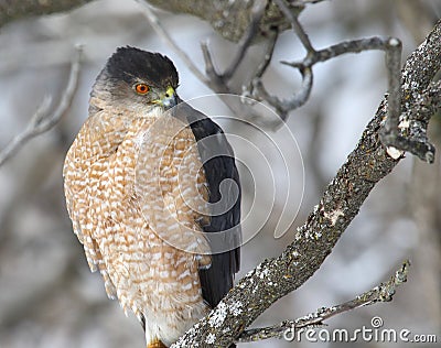 Cooper hawk in hunting mode Stock Photo