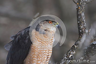 Cooper hawk in hunting mode Stock Photo