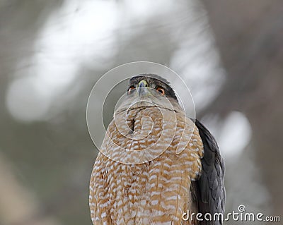 Cooper hawk in hunting mode Stock Photo
