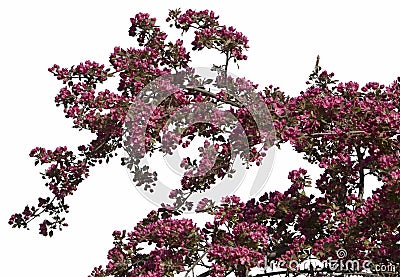 Isolated Crab Apple Branch Stock Photo