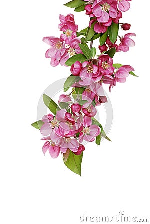 Isolated crab apple tree flowers Stock Photo