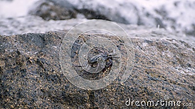 Isolated crab walking on the wet rock on the beach Stock Photo