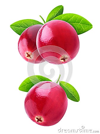 Isolated cranberries Stock Photo