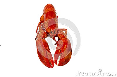 Isolated crawfish Stock Photo