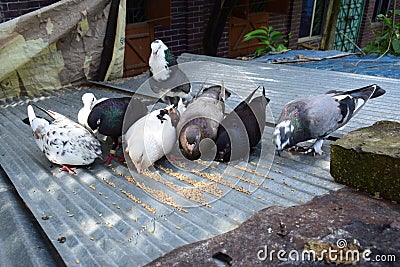 Isolated crowd of pigeons on house,GROUP OF PIGEON EATING Stock Photo