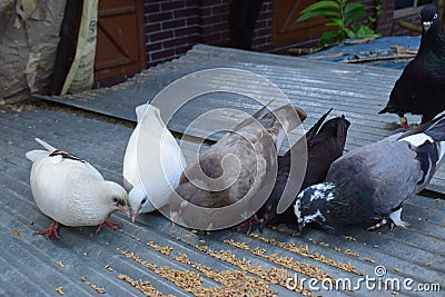 Isolated crowd of pigeons on house,GROUP OF PIGEON EATING Stock Photo