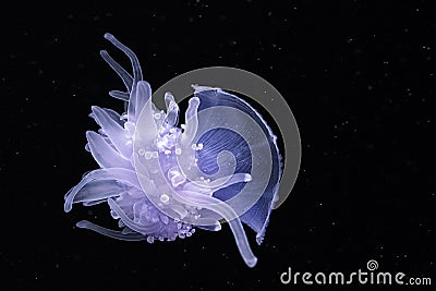 Isolated Crown Jellyfish Dark Background Stock Photo