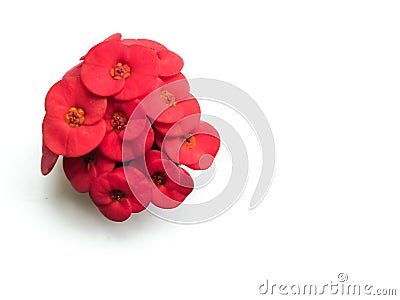 Isolated Crown of Thorns Flowers Euphorbia milii. Stock Photo