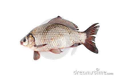 Isolated crucian carp Stock Photo