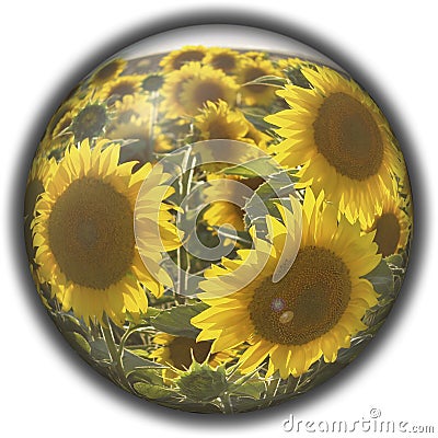 Isolated crystal sphere with a sunflower Stock Photo