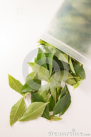Isolated curry leaves okarapincha Murraya koenigii Stock Photo