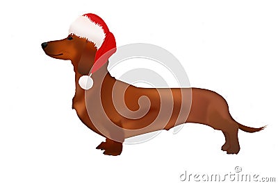 An isolated Dachshund dog in Santa Claus hat on white background Stock Photo