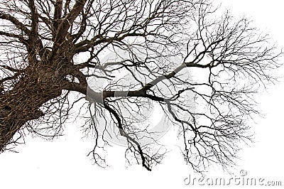 Isolated Dead Tree Stock Photo