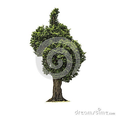 Isolated deciduous tree on a white background with clipping path. Cutout tree for use as a raw material for editing work Stock Photo