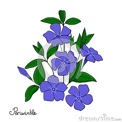 Isolated decorative element periwinkle bouquet. Blue flowers vinca. Stock Photo