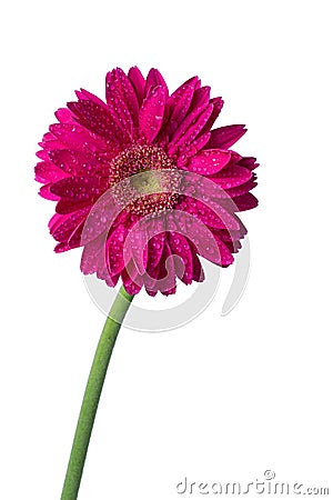 Isolated deep pink Gerbera with water drop on white background.Closed up flower with clipping path Stock Photo