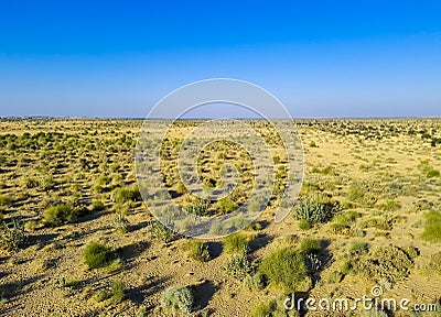 isolated desert landscape with small wild bush and bright blue sky at morning Stock Photo