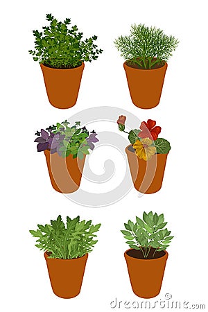 Isolated different herbs in a pots: bay leaves, arugula,basil,parsley, dill and nasturtium. Vector Illustration