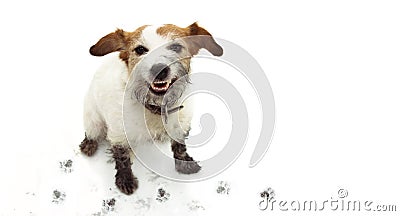 ISOLATED DIRTY JACK RUSSELL DOG, AFTER PLAY IN A MUD PUDDLE WITH PAWPRINTS AGAINST WHITE BACKGROUND Stock Photo