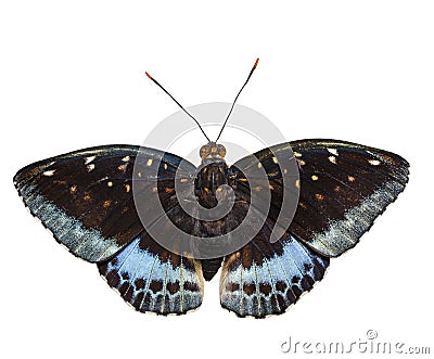 Isolated dorsal view of male Common Archduke butterfly Lexias Stock Photo
