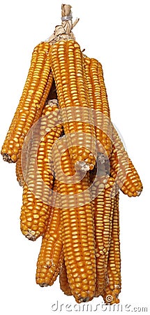 Isolated dried corncob Stock Photo
