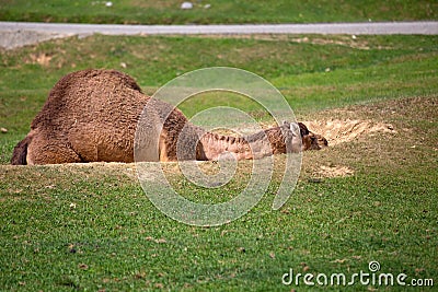 Isolated dromedary is resting on the grass Stock Photo