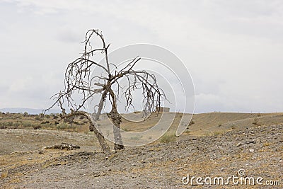 Isolated dry tree in a desert. Stock Photo