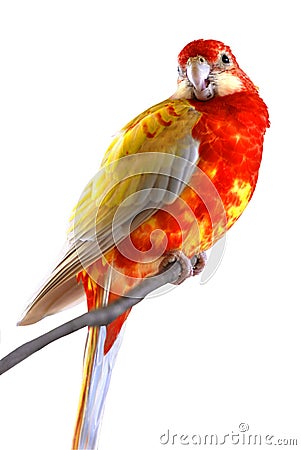 Isolated Eastern Rosella on perch Stock Photo