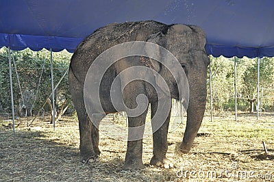 An isolated elephant eating in the shade Stock Photo