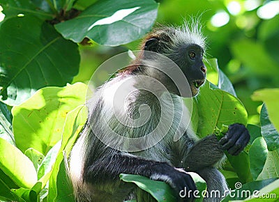  endangered young red colobus monkey Piliocolobus, Procolobus kirkii eating a leaf in the trees Stock Photo