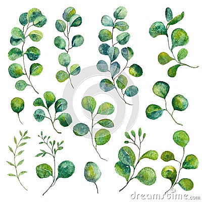 Isolated eucalyptus elements. Green leaves illustration. Watercolor foliage, botanical art. Cartoon Illustration