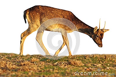 Isolated fallow deer calf grazing Stock Photo