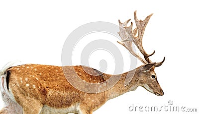 Isolated fallow deer stag Stock Photo