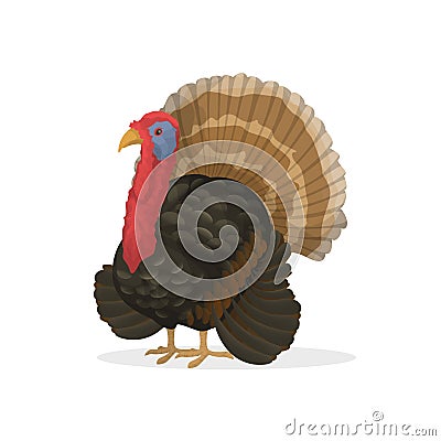 Isolated farm turkey. Vector Illustration