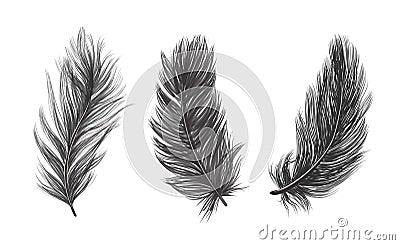 ISOLATED feathers. Drawn feathers feathers on a WHITE background Vector Illustration