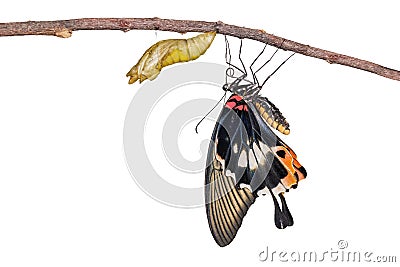 Isolated female yellow body Great mormon Butterfly with cocoon Stock Photo