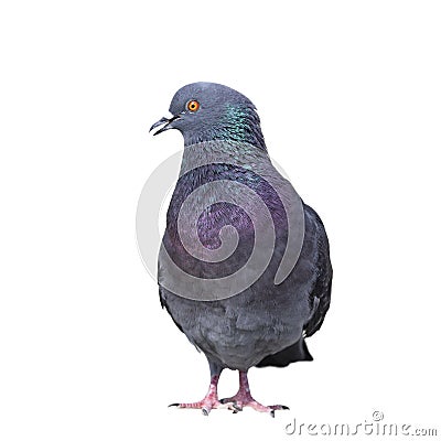 Isolated feral pigeon Stock Photo