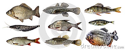 Isolated fish collection set Stock Photo