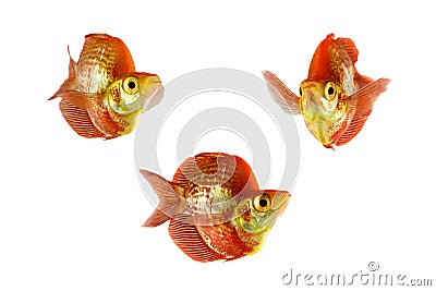 Isolated fish Stock Photo