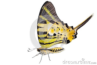 Isolated five bar butterfly on white Stock Photo