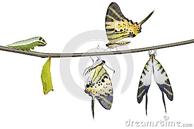 Isolated five bar swordtail butterfly life cycle (antiphates pom Stock Photo