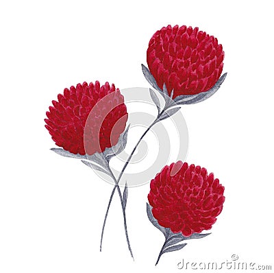 Isolated floral design element. Hand drawn watercolor painting three bright red flowers with gray leaves on white background. Stock Photo