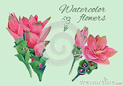 Isolated floral elements of blossom of curcuma Vector Illustration