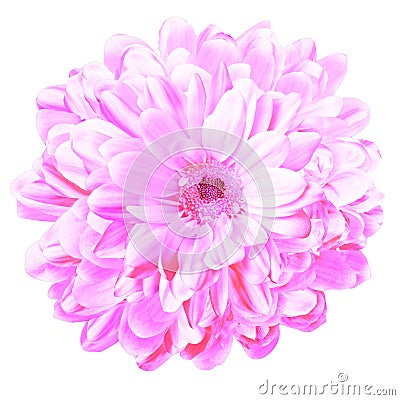 Isolated flower with many petals, intense perfume, natural freshness Stock Photo