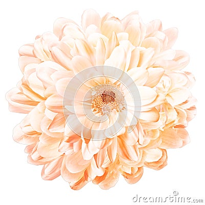 Isolated flower with many petals, intense perfume, natural freshness Stock Photo