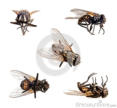 Isolated Fly Stock Photo